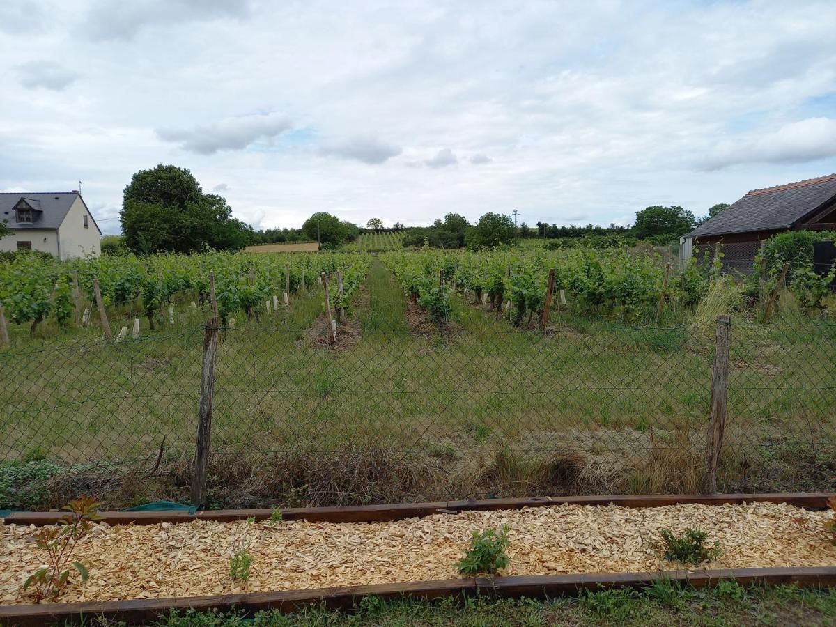Hebergement Sarment Du Veron Chinon Villa Beaumont-en-Veron ภายนอก รูปภาพ